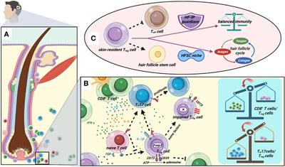 The potential of regulatory T cell-based therapies for alopecia areata